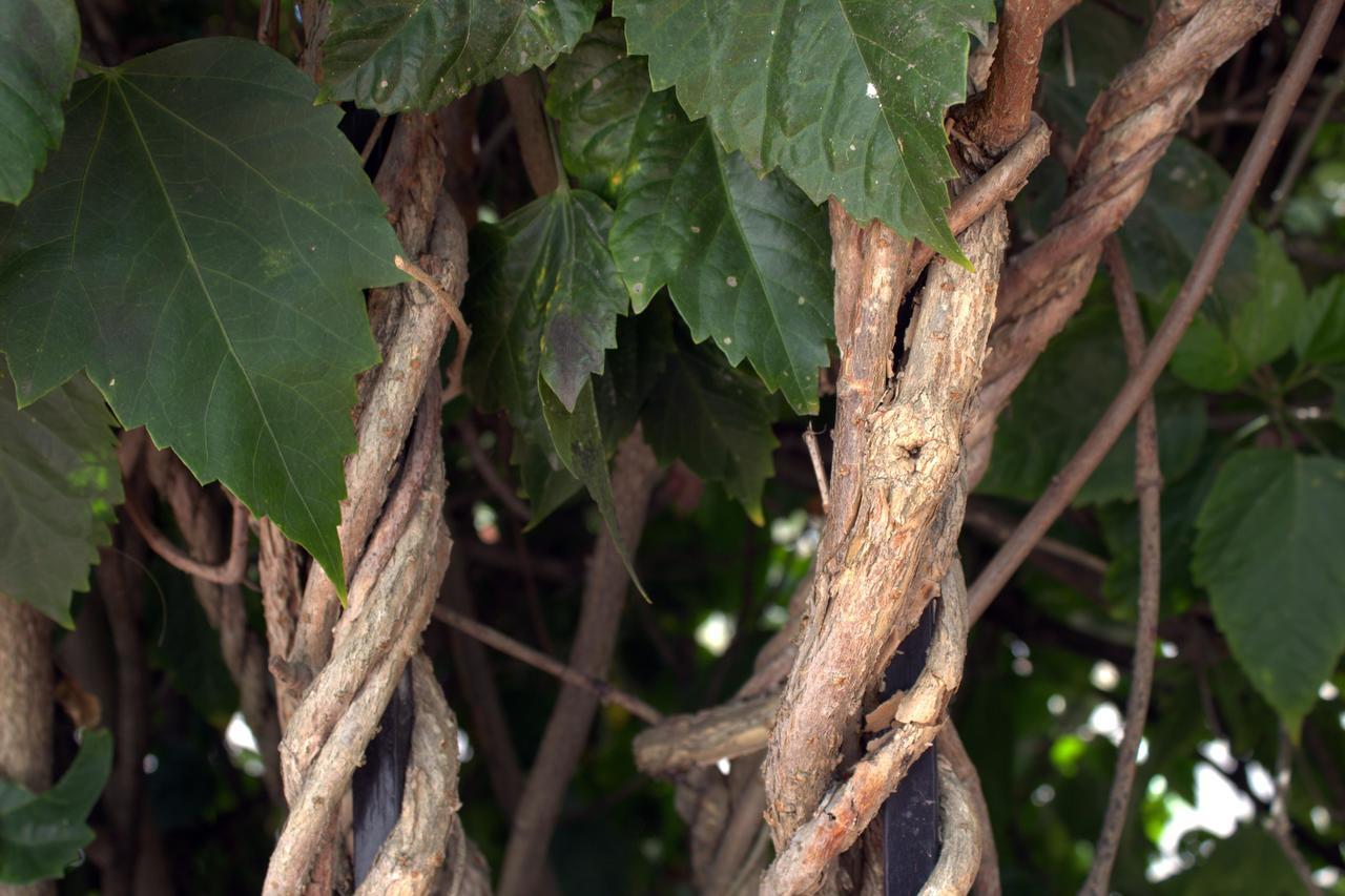 Casa Kimberley Private Villa Rincón de Guayabitos Eksteriør bilde